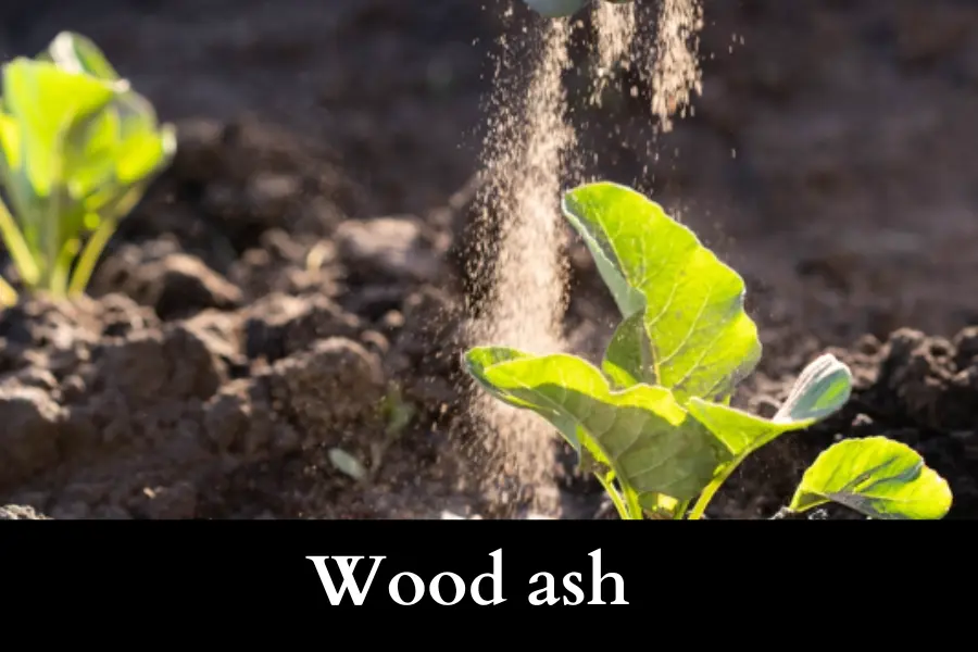 use wood ash to Get Rid of Slugs on Your Cucumbers