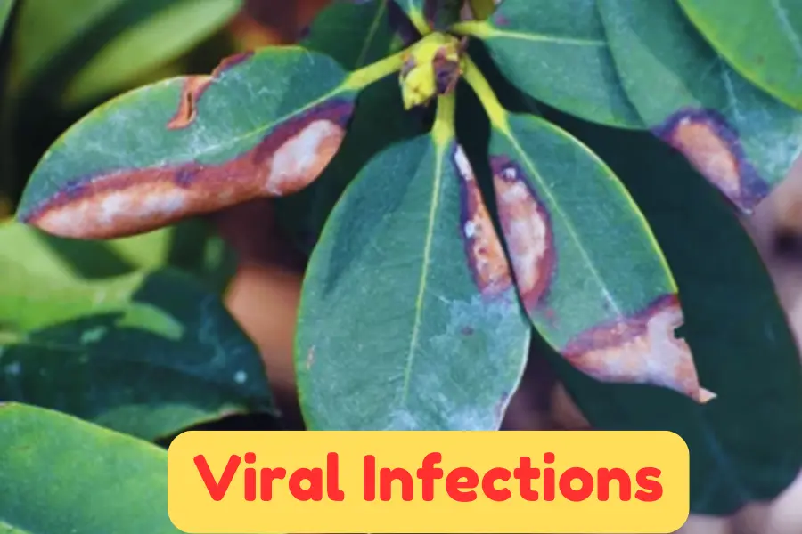 viral Infection is the reason why Azalea Leaves Turning Brown