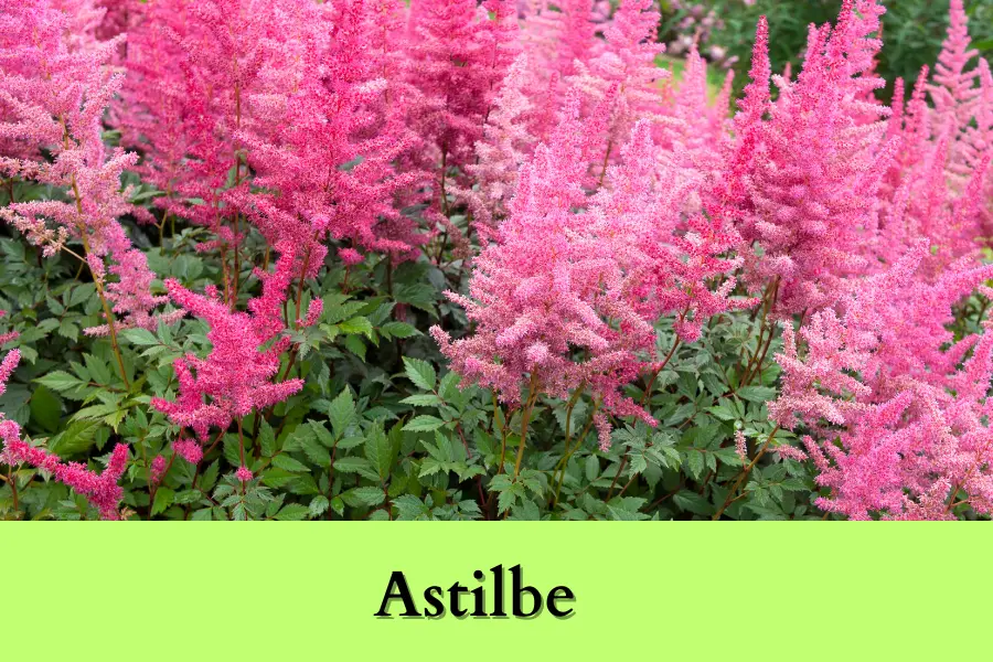 Astilbe is the Best Shade Perennials for Zone 4