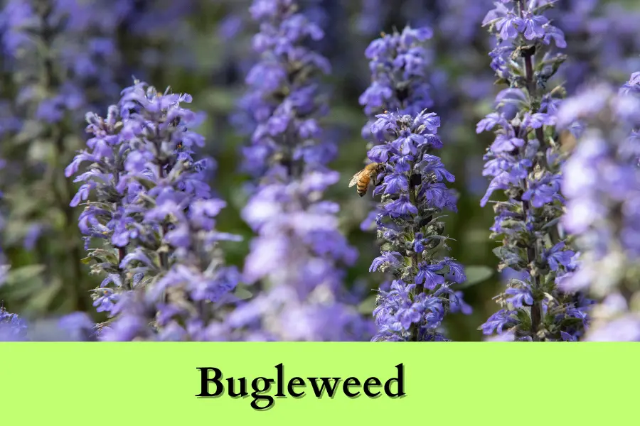 Bugleweed is the Best Shade Perennials for Zone 4