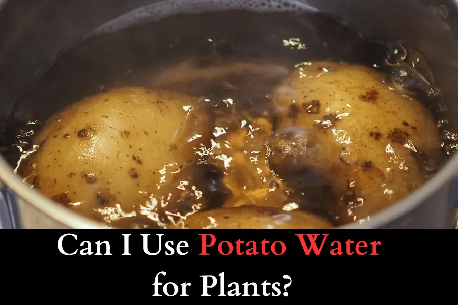 Can I Use Potato Water for Plants