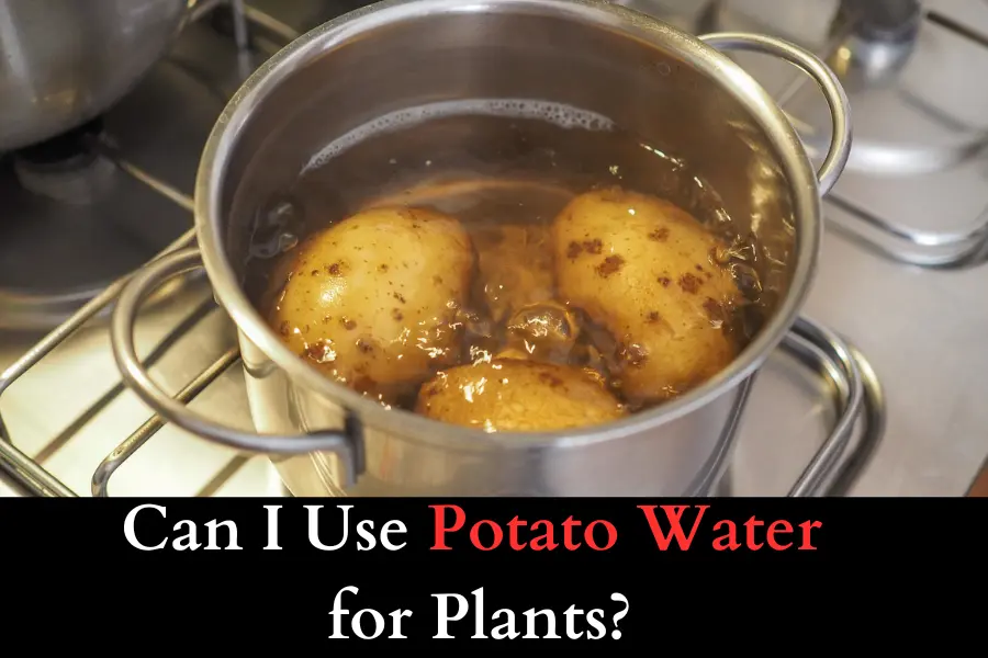 Can I Use Potato Water for Plants