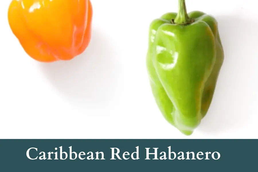 Caribbean Habanero Peppers Look Like Jalapenos