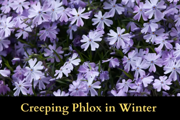 Creeping Phlox in Winter