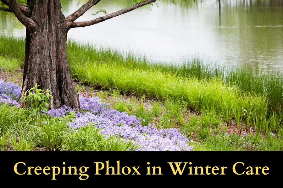 Creeping Phlox in Winter care