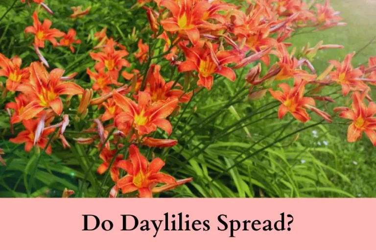 Do Daylilies Spread