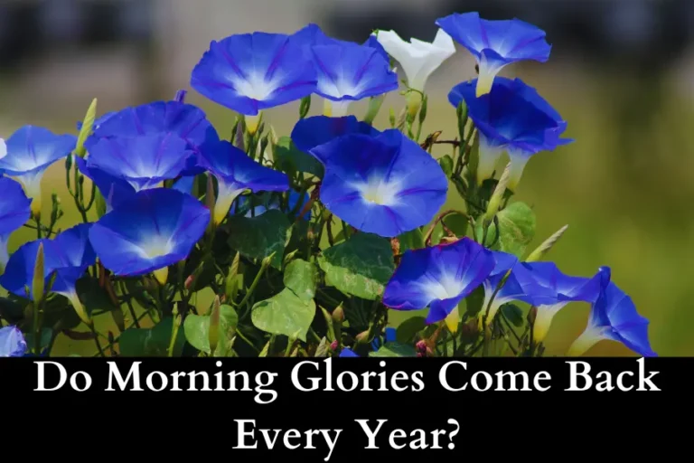 Do Morning Glories Come Back Every Year