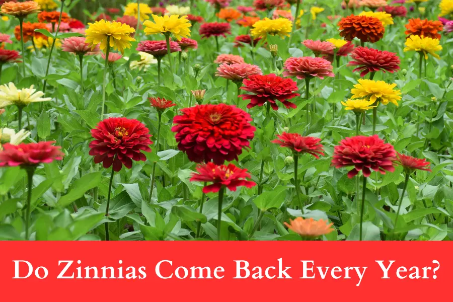 Do Zinnias Come Back Every Year