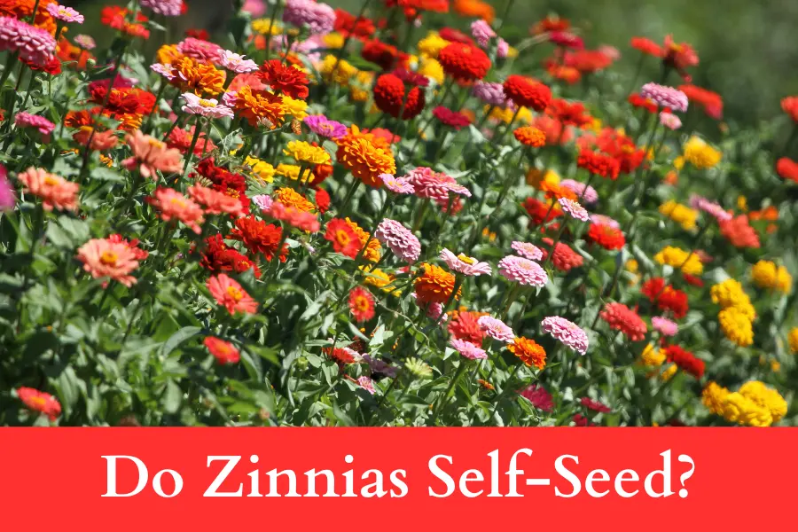 Do Zinnias Self-Seed