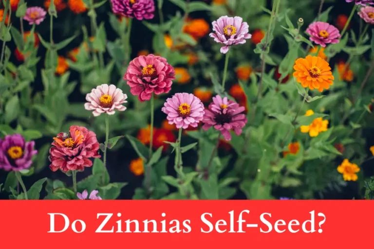 Do Zinnias Self-Seed