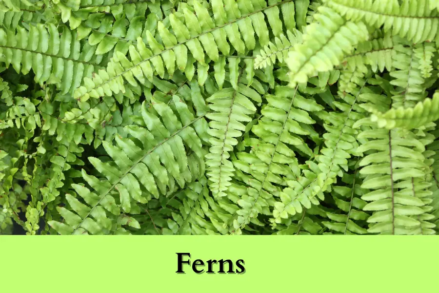 Ferns is the Best Shade Perennials for Zone 4