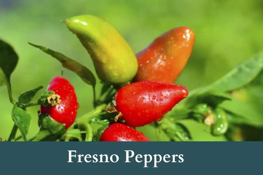 Fresno Peppers Look Like Jalapenos