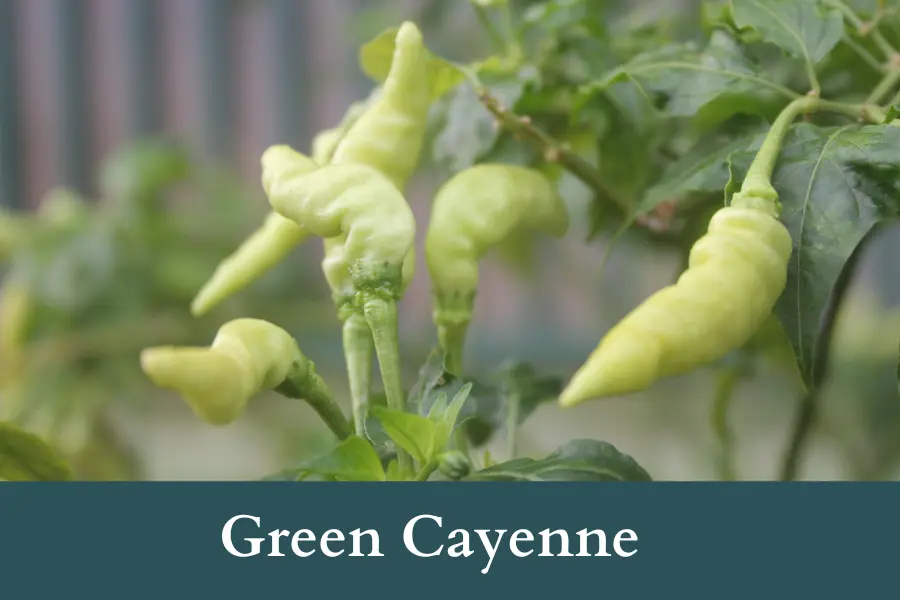 Green Cayenne Look Like Jalapenos