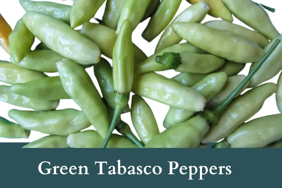 Green Tabasco Peppers Look Like Jalapenos