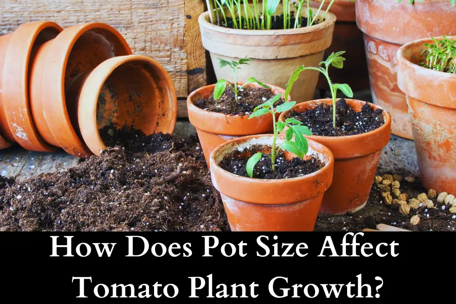 How Does Pot Size Affect Tomato Plant Growth