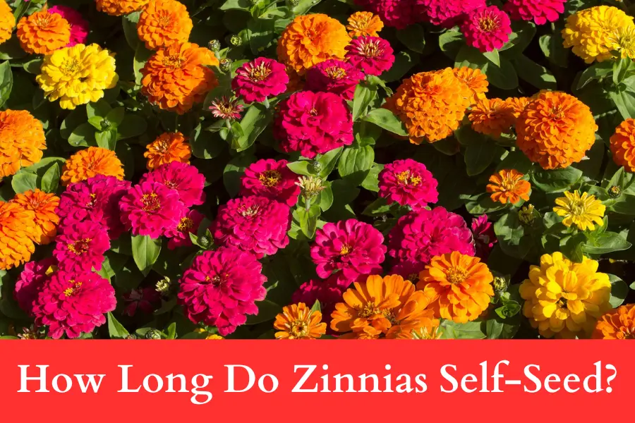 How Long Do Zinnias Self-Seed