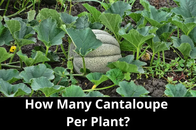 How Many Cantaloupe Per Plant