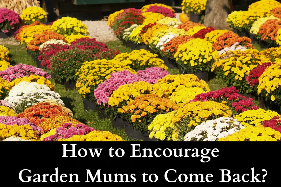 How to Encourage Garden Mums to Come Back