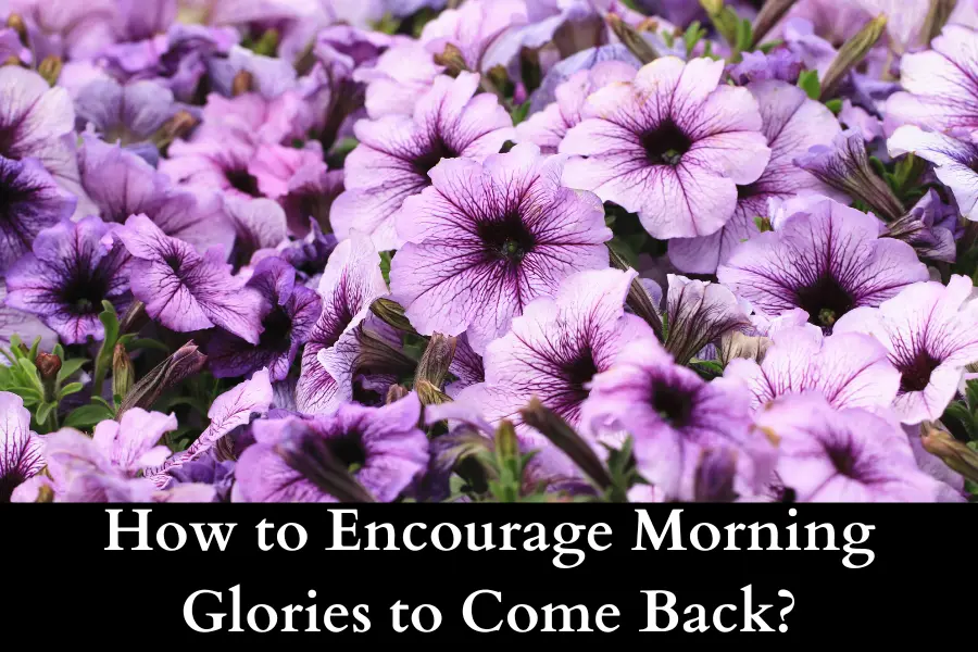 How to Encourage Morning Glories to Come Back Year After Year