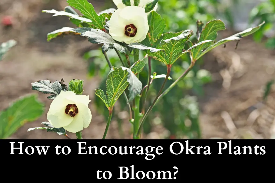 How to Encourage Okra Plants to Bloom