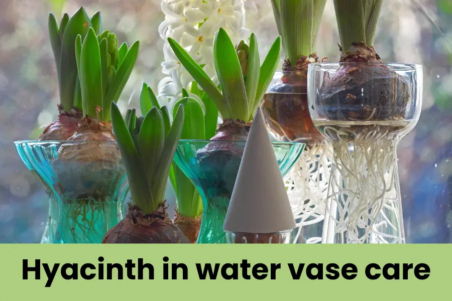 Hyacinth in water vase care