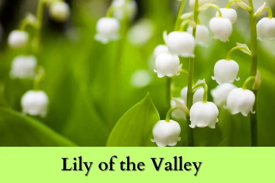 Lily of the Valley is the Best Shade Perennials for Zone 4