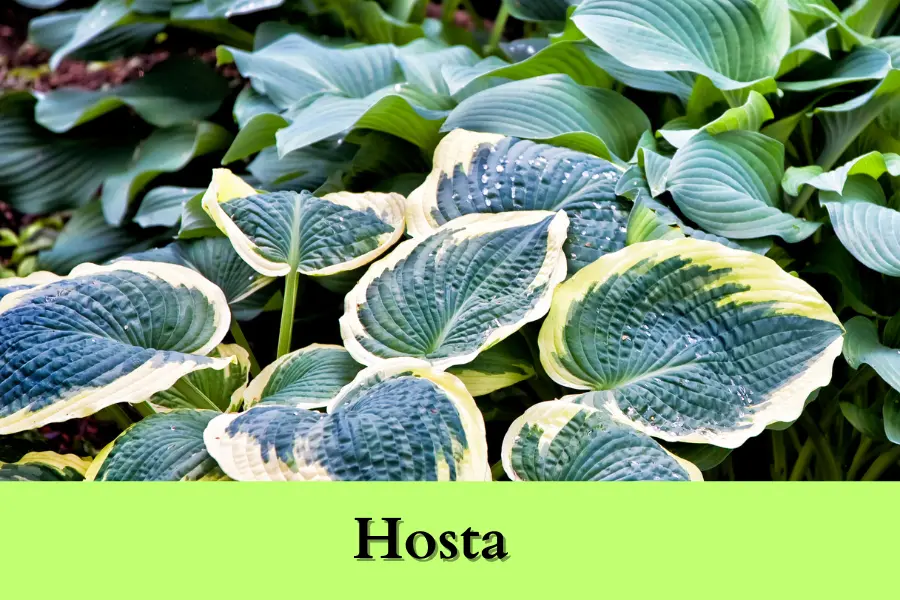 hosta Perennials for Zone 4