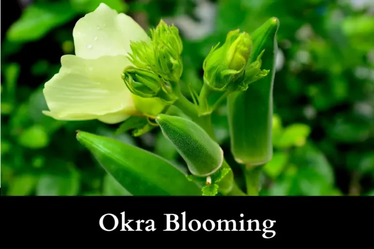 Okra Blooming