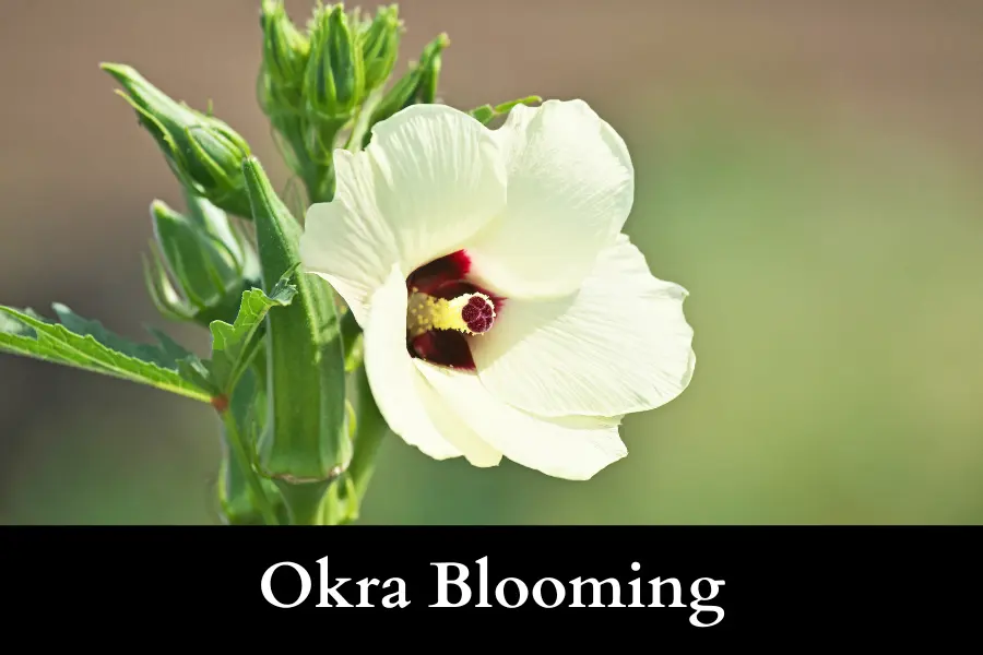 Okra Blooming details