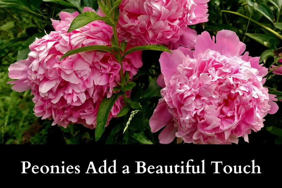 Peonies Add a Beautiful Touch to Your Home’s Curb Appeal