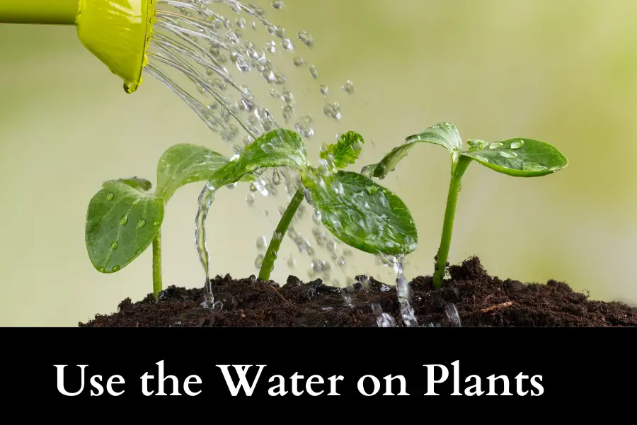 Potato Water for Plants Recipe Use the Water on Plants