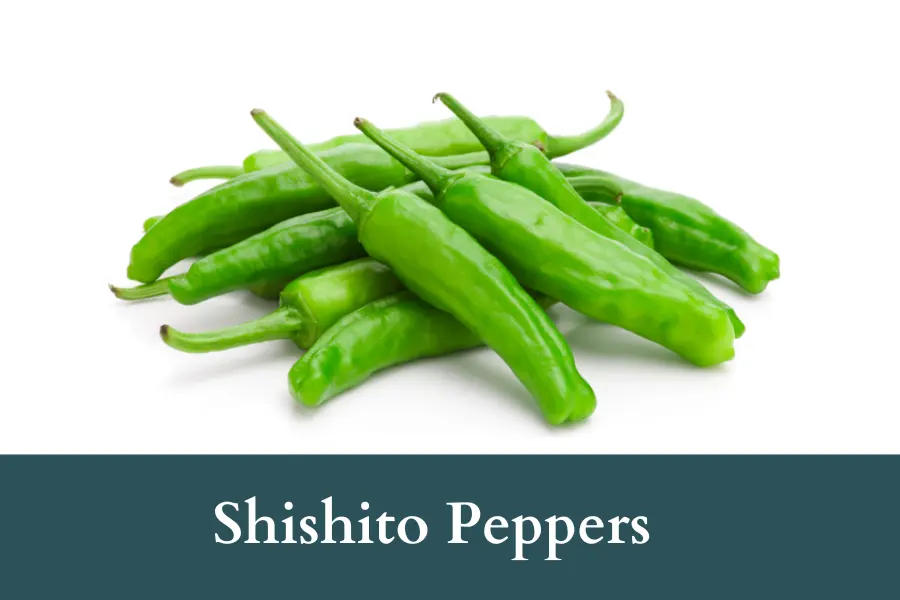 Shishito Peppers Look Like Jalapenos