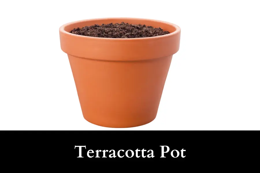 Terracotta pot is suitable for growing tomato plants