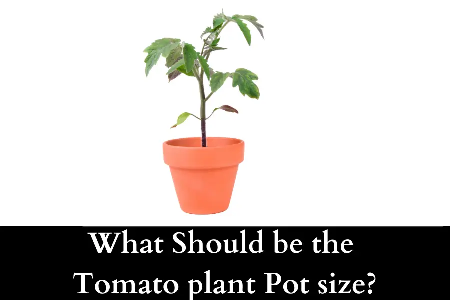 What Should be the tomato plant pot size