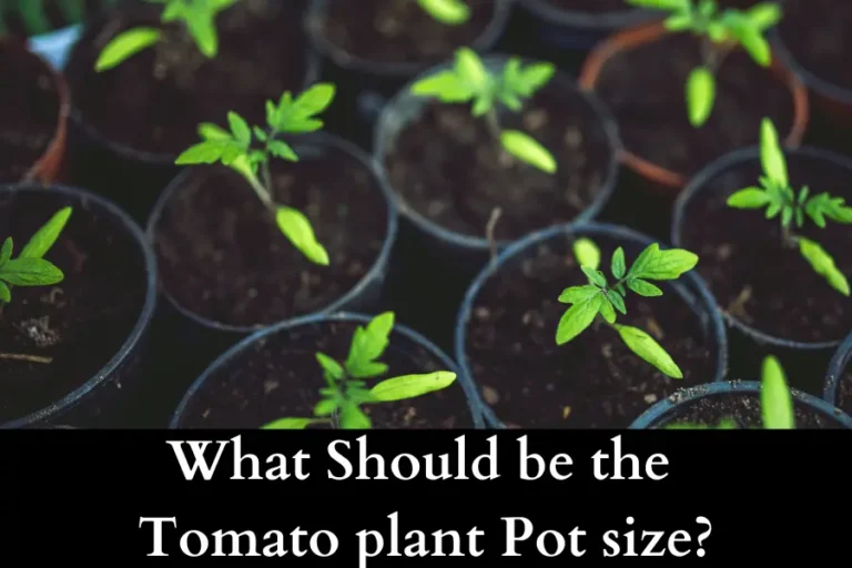 What Should be the tomato plant pot size