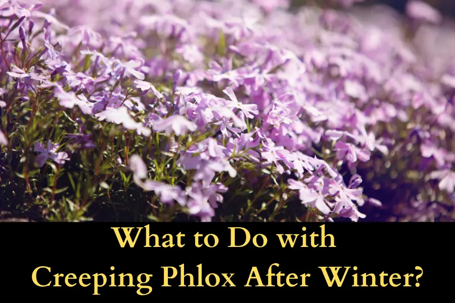 What to Do with Creeping Phlox After Winter