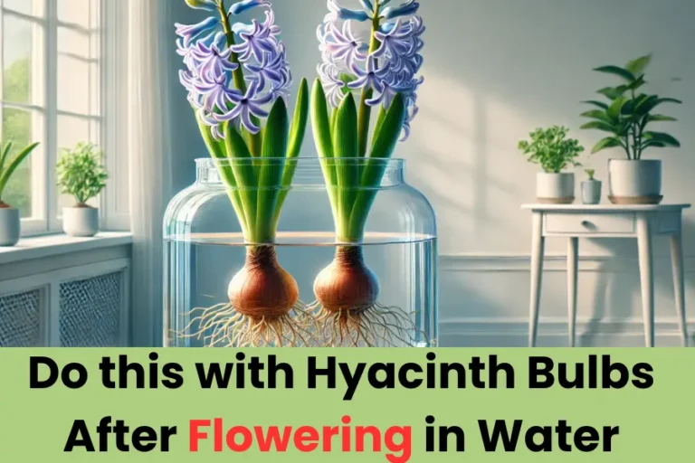 What to Do with Hyacinth Bulbs After Flowering in Water