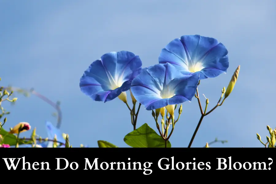 When Do Morning Glories Bloom