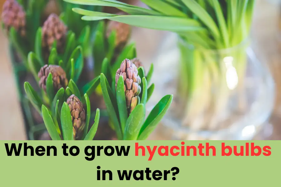 When to grow hyacinth bulbs in water