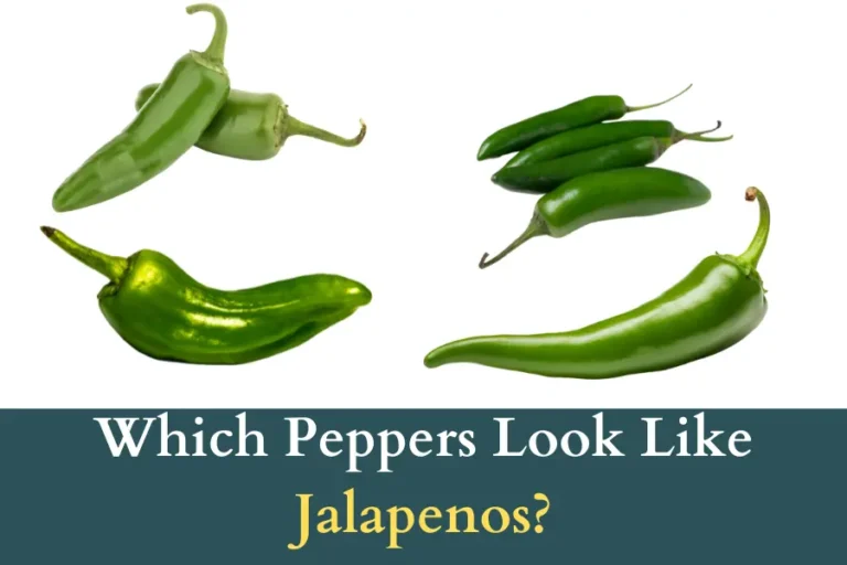 Which Peppers Look Like Jalapenos