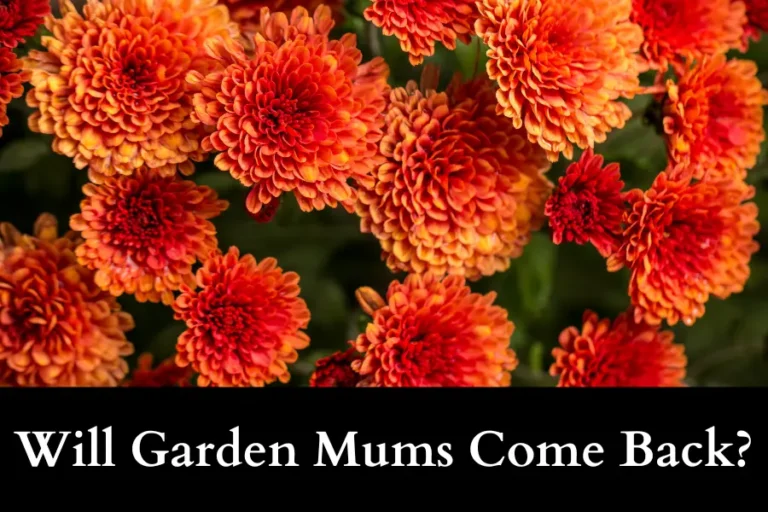 Will Garden Mums Come Back