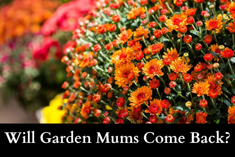 Will Garden Mums Come Back